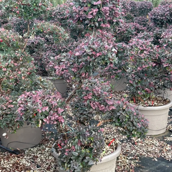 Loropetalum chinense 'Black Pearl' (Loropetalum na steblu)