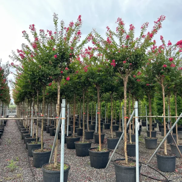 Lagerstroemia indica 'Dynamite' (Indijski lila Na steblu)