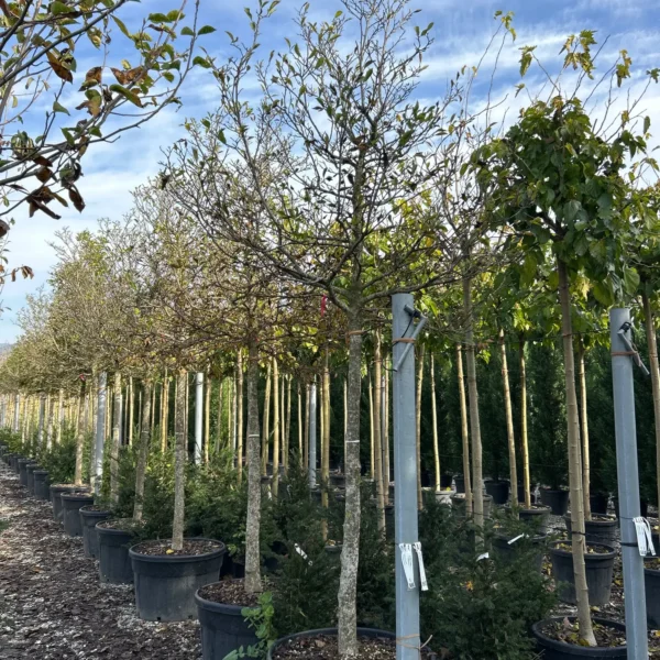 Magnolia 'Susan' (Sulanževa magnolija na steblu)