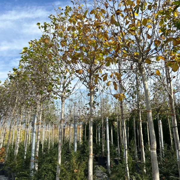 Magnolia Yulan (Denudata)