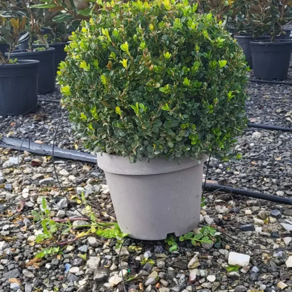 Buxus microphylla `Faulkner` (Drobnolistni pušpan)