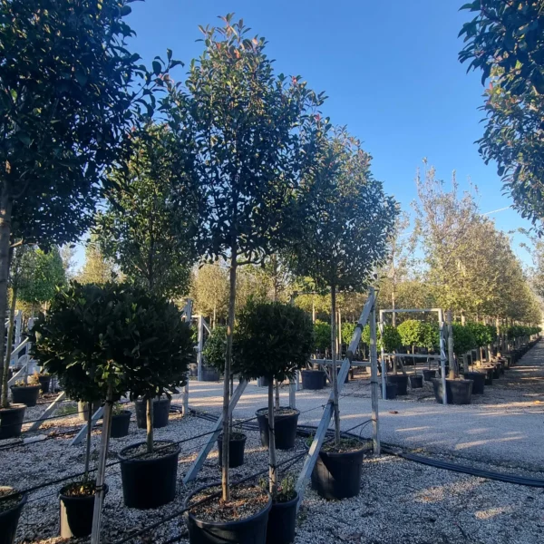 Photinia fr. 'Red Robin' (Fotinija BARIERA)