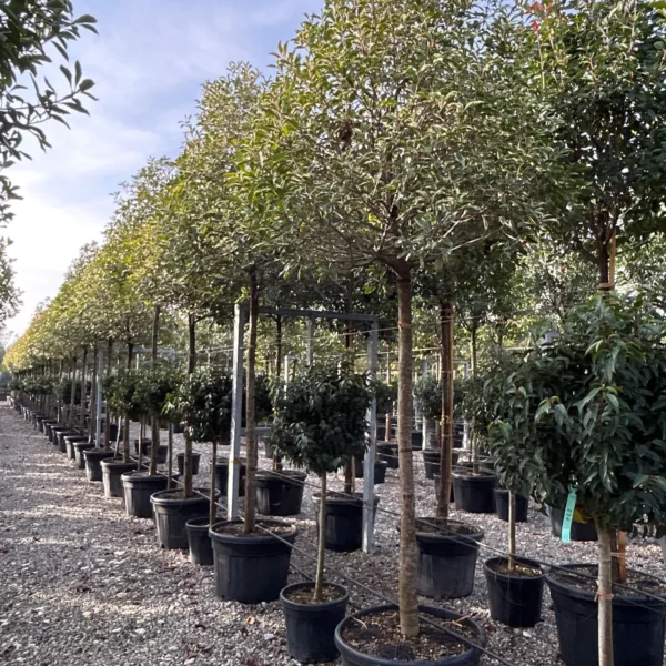 Photinia fr. 'Pink Marble' (Fotinija na steblu)