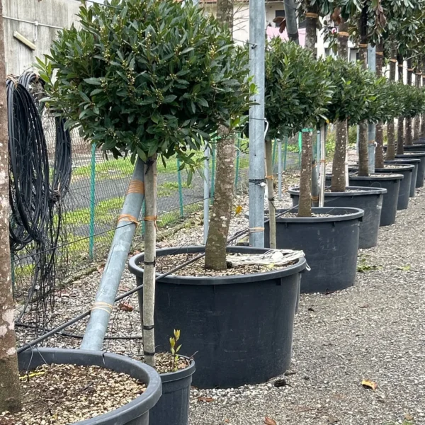 Laurus nobilis (Navadni lovor na steblu)