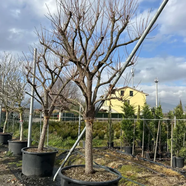 Diospyros 'Muscat' (Kaki/Rajsko jabolko)