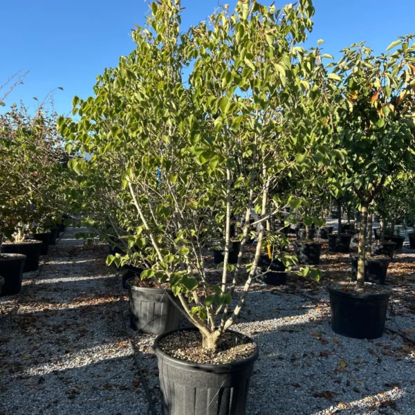 Tilia henryana (Henryeva lipa)