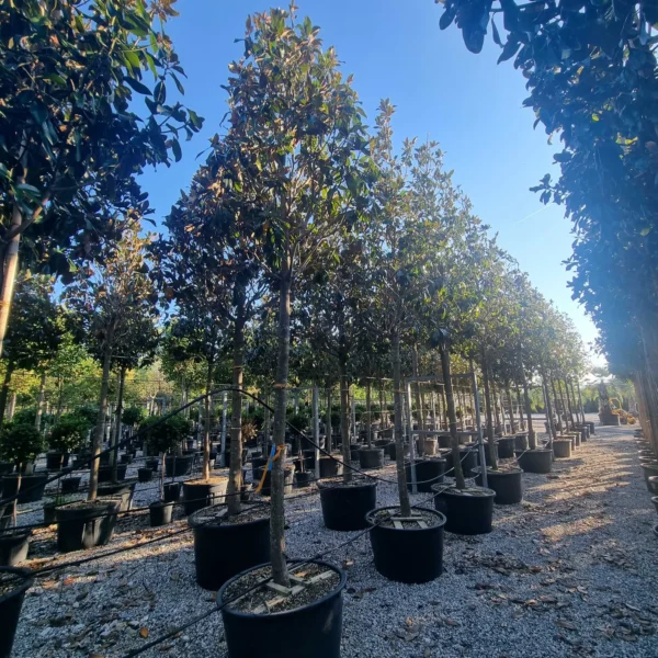 Magnolia grandiflora ‘Galissonniensis’ – EXTRA | limited availability (Velecvetna magnolija)