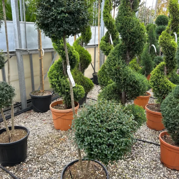 Ligustrum delavayanum (Kitajski liguster na stebru)