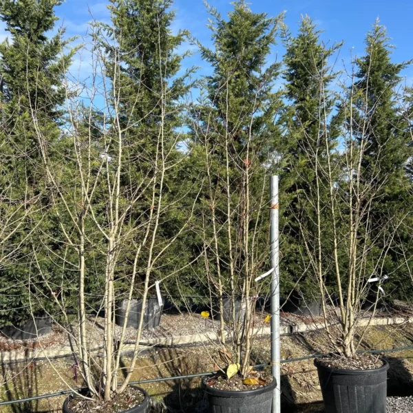 Magnolia stellata 'Rosea' (Zvezdasta magnolija)