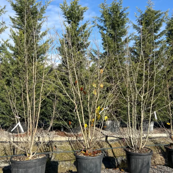 Magnolia x loebneri 'Leonard Messel' (Loebnerjeva magnolija)