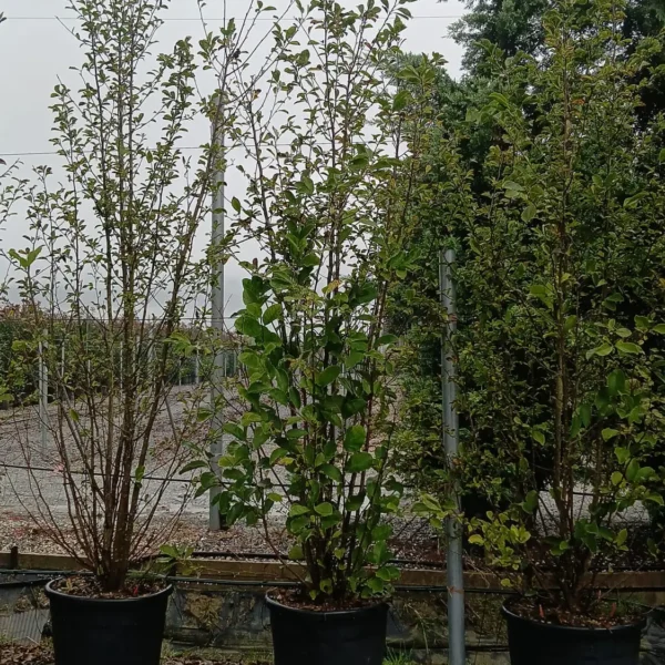 Magnolia x loebneri 'Leonard Messel' (Loebnerjeva magnolija)