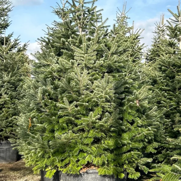 Abies nordmanniana (Kavkaška jelka)