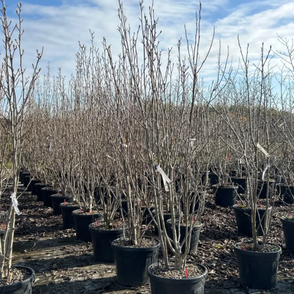 Magnolia x soulangeana 'Alba Superba' (Magnolija)