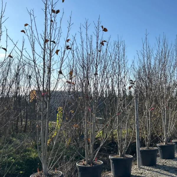 Magnolia 'Galaxy' (Magnolija)