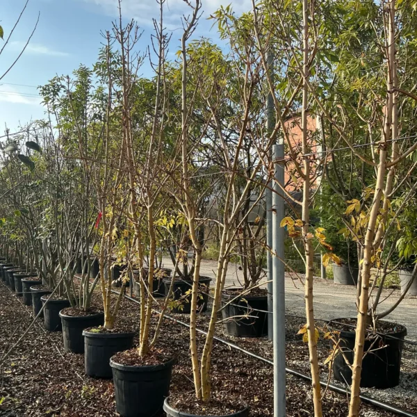 Fraxinus excelsior `Jaspidea` (Veliki/Beli jesen)