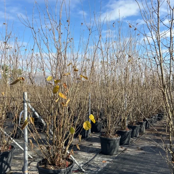 Corylus avellana (Navadna leska)