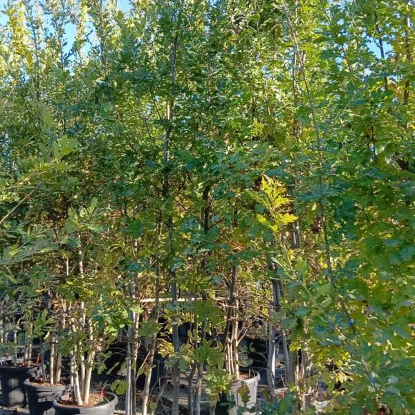 Quercus pubescens (Puhasti hrast)