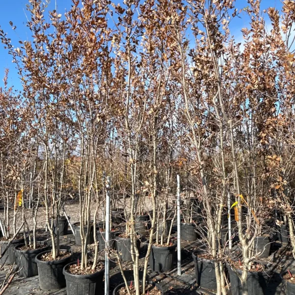 Quercus pubescens (Puhasti hrast)