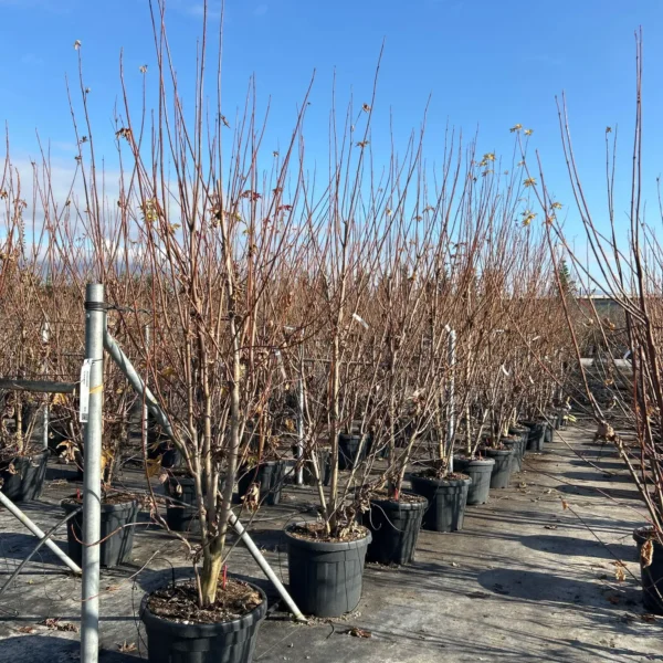 Acer saccharinum (Srebrni javor)