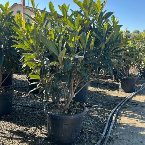 Eriobotrya japonica (Japonska nešplja)