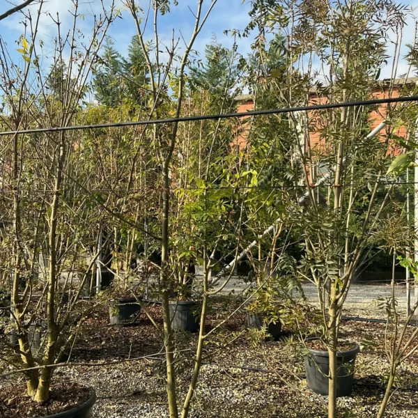 Fraxinus angustifolia 'Raywood' ( Poljski jesen)