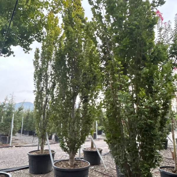 Fagus sylvatica 'Dawyck' (Stebrasta bukev)