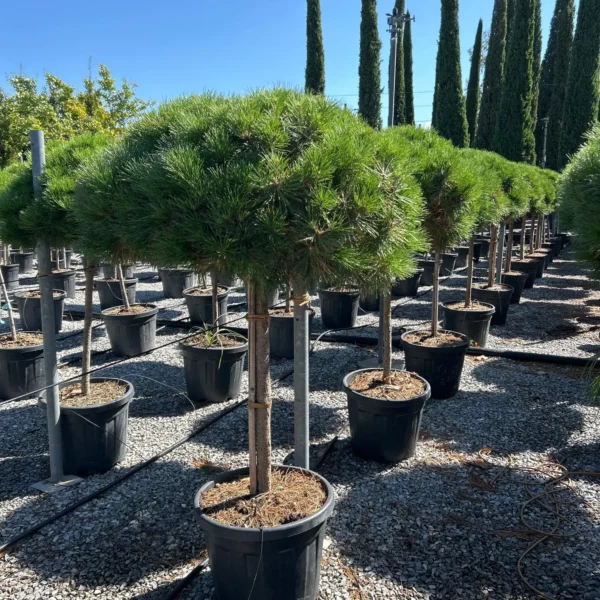 Pinus nigra 'Brepo' (Rušje na steblu)