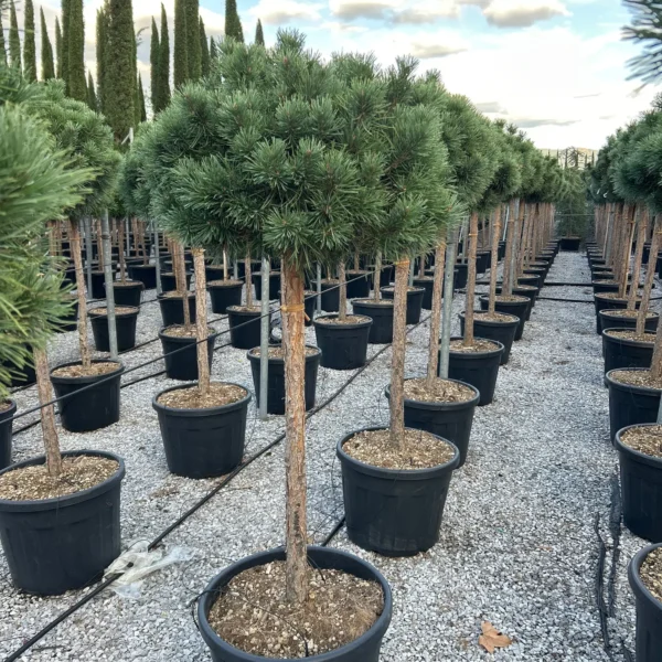 Pinus sylvestris 'Watereri' (Kompaktni rdeči bor)