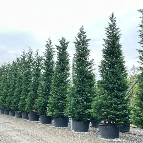 Cupressocyparis leylandii (Lejlandova cipresa)