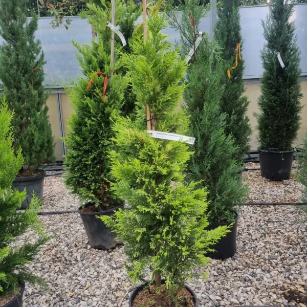 Cupressocyparis leylandii 'Gold Rider ' (Leylandova cipresa)