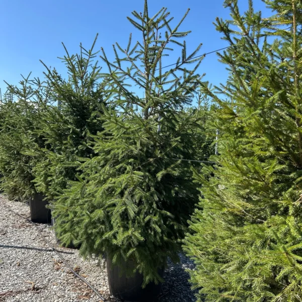 Picea abies (Navadna smreka)
