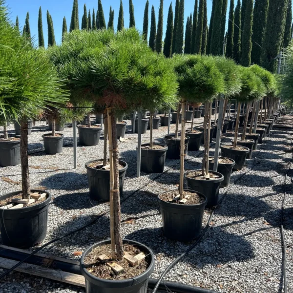 Pinus nigra 'Brepo' (Rušje na steblu)