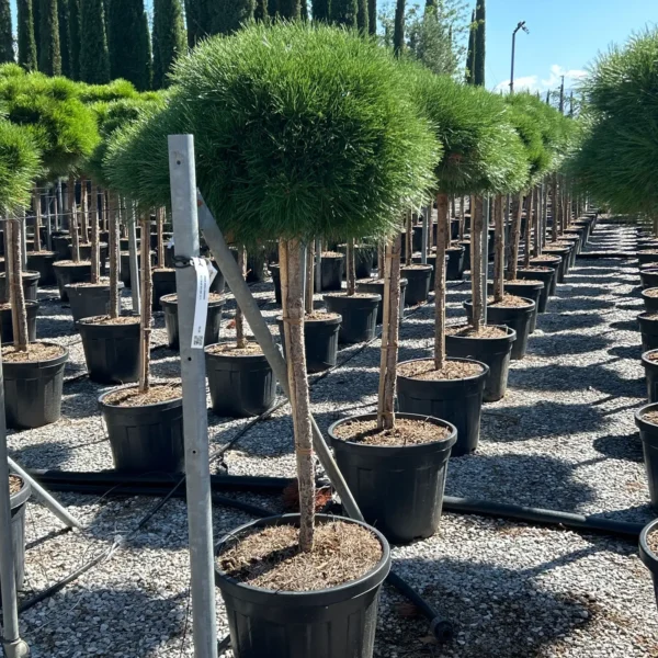 Pinus nigra 'Bambino'  NA STEBLU (Črni bor)