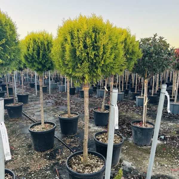 Thuja orientalis 'Aurea Nana' (Zlato rumeni klek)