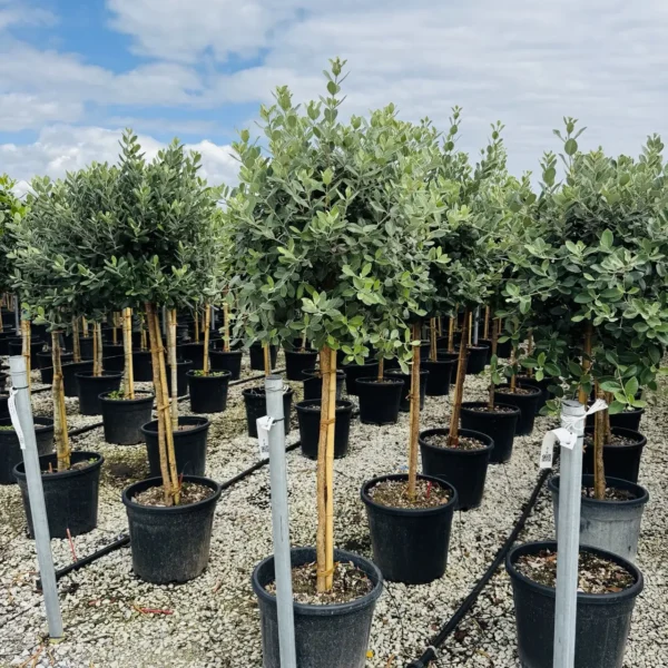 Feijoa sellowiana (Ananasova guava na steblu)