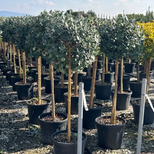 Feijoa sellowiana (Ananasova guava na steblu)