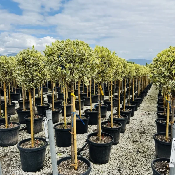 Euonymus japonicus 'Bravo' (Japonska trdoleska na steblu)