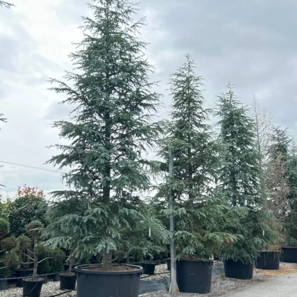 Cedrus deodara 'Robusta Glauca' (Deodarska cedra)