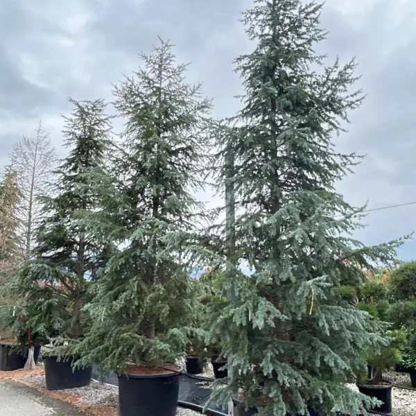 Cedrus deodara 'Robusta Glauca' (Deodarska cedra)