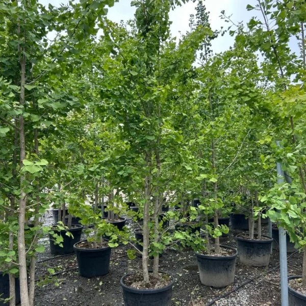 Ginkgo biloba (Dvokrpi ginko)