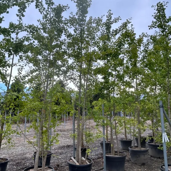 Ginkgo biloba (Dvokrpi ginko)