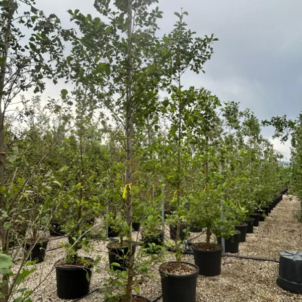 Alnus glutinosa (Črna jelša)
