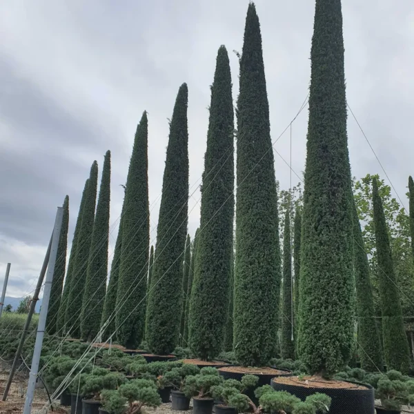 Cupressus sempervirens 'Pyramidalis' (Stebrasta cipresa)