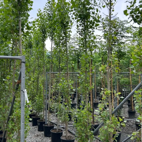 Populus nigra 'Italica' (Jagned ali laški topol)