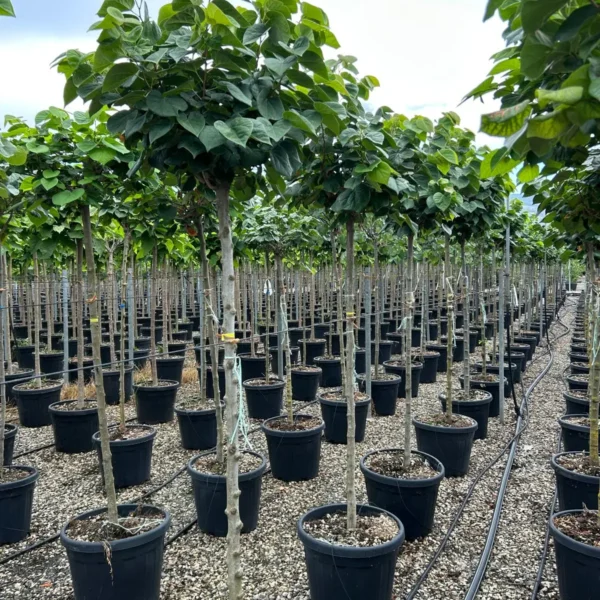 Cercis chinensis 'Avondale' (Judežev drevo)