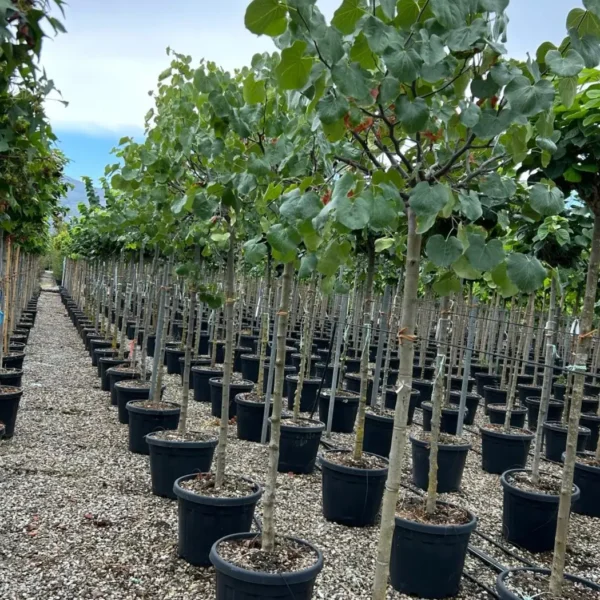 Cercis chinensis 'Texas White' (Belo Judežev drevo)