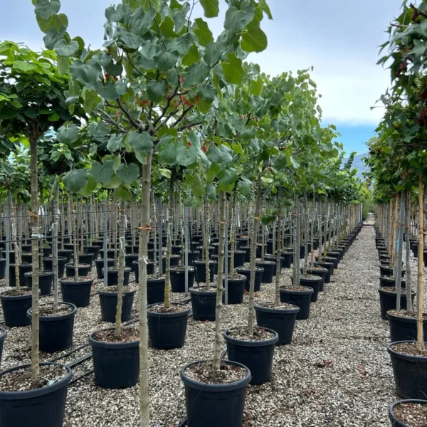 Cercis chinensis 'Texas White' (Belo Judežev drevo)
