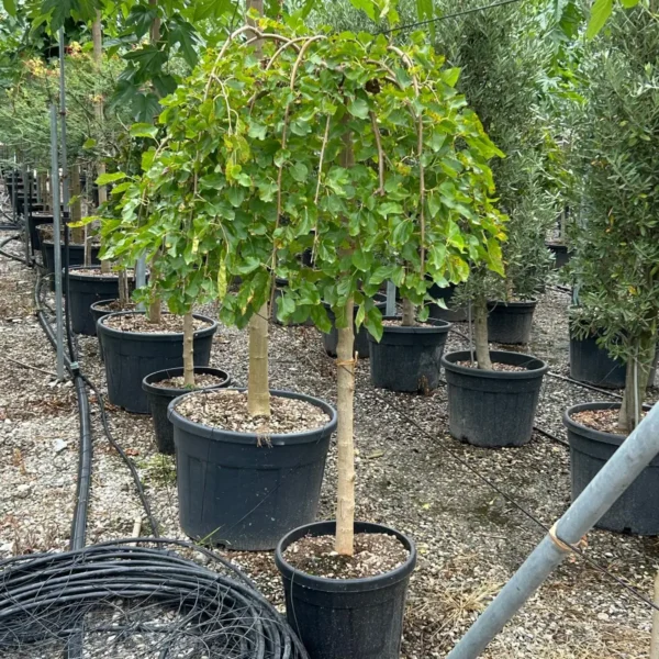 Morus alba 'Pendula' (Povešava murva)