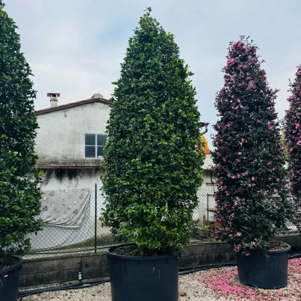 Camellia japonica ‘Rosso’ – EXTRA | kolekcijski soliter