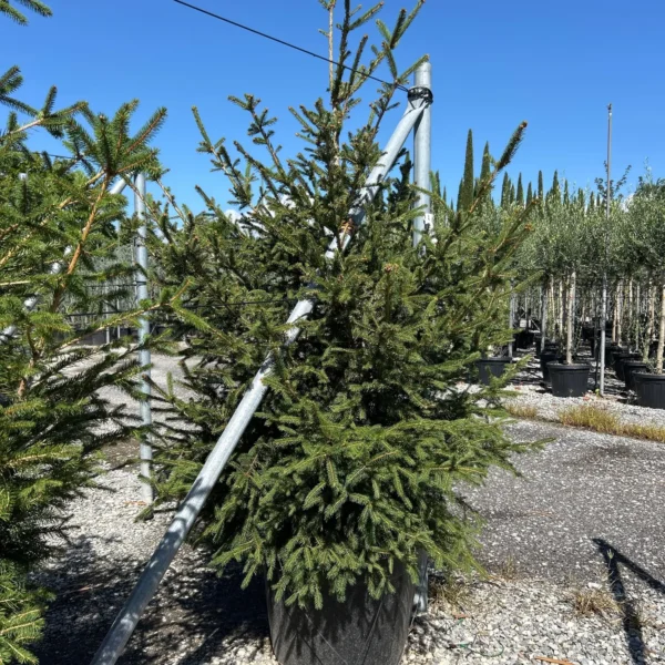Picea abies (Navadna smreka)
